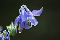 Aquilegia vulgaris