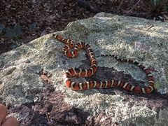 Lampropeltis pyromelana
