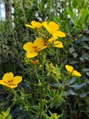 Rhexia lutea
