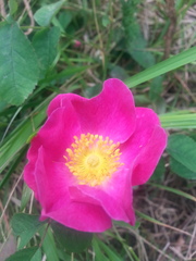 Rosa gallica