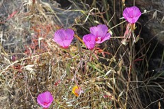Clarkia rubicunda