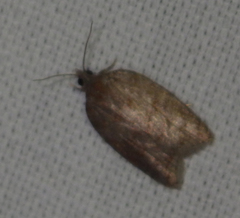 Acleris sparsana