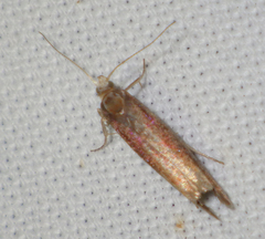Ypsolopha parenthesella