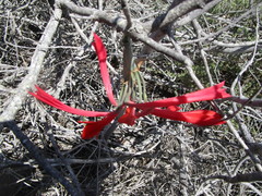 Cyrtanthus fergusoniae