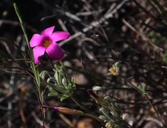 Oxalis droseroides