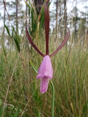 Cleistesiopsis divaricata