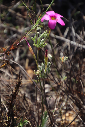 Image of Oxalis droseroides by (c) Tony Rebelo, some rights reserved (CC BY-SA)