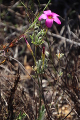 Oxalis droseroides
