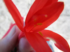 Cyrtanthus fergusoniae