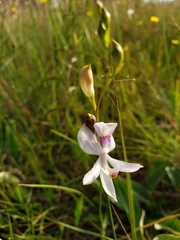 Calopogon pallidus