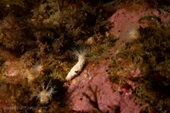 Pentactella leonina