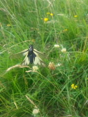 Libelloides coccajus