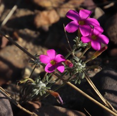 Oxalis droseroides