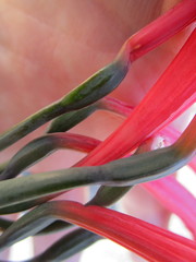Cyrtanthus fergusoniae