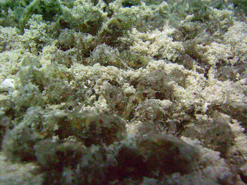 Stylocheilus polyomma