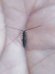 Theophilea subcylindricollis
