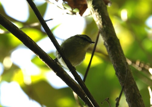 Mountain Leaf Warbler (Phylloscopus trivirgatus), photo 9