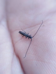 Theophilea subcylindricollis