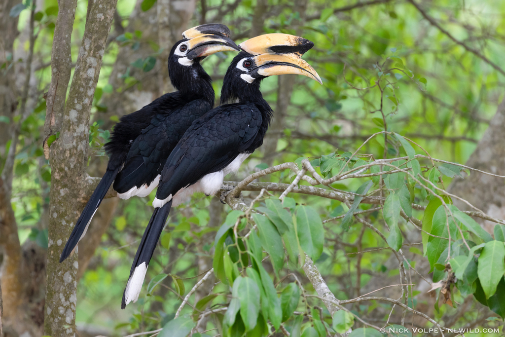 Asian Pied Hornbills and Allies