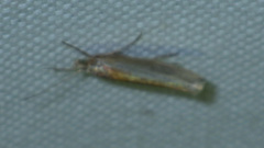 Ypsolopha