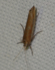 Ypsolopha parenthesella