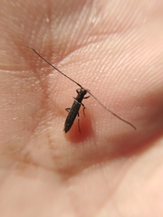 Theophilea subcylindricollis