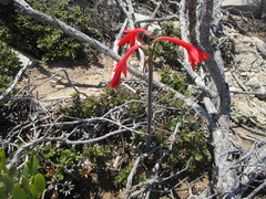 Cyrtanthus fergusoniae