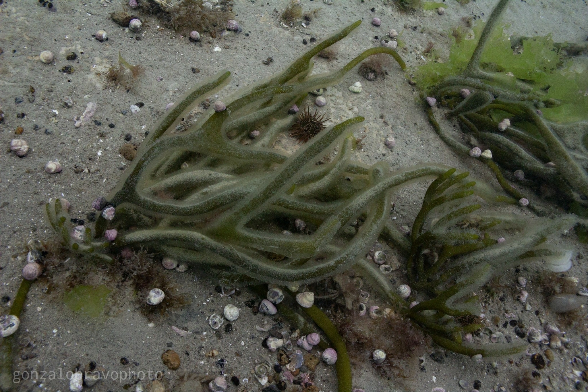 Codium decorticatum