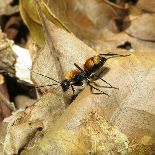 撒氏弓背蚁Camponotus thadeus