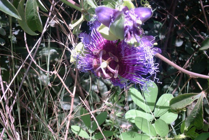 Passiflora cincinnata