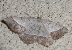 Eumacaria madopata