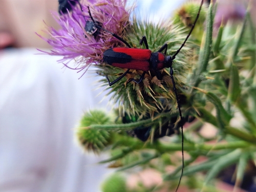 Red long-horned Beetle