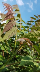 Ailanthus altissima