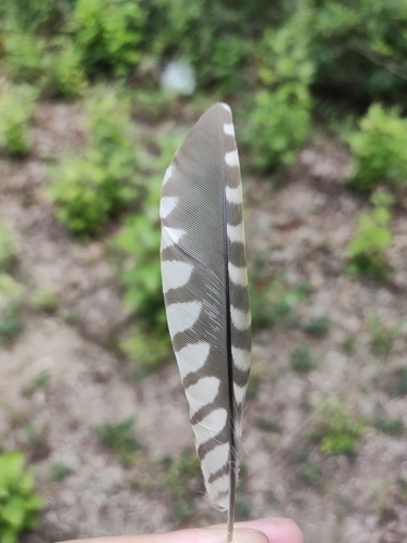 Plume de Pic cendré