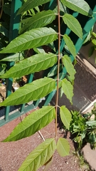 Ailanthus altissima