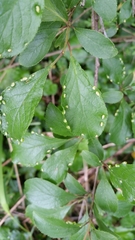 Eriophyes similis
