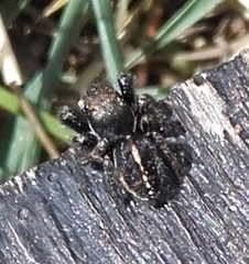 Pellenes tripunctatus