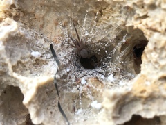 Filistata insidiatrix