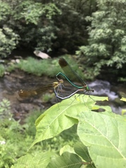 Calopteryx amata