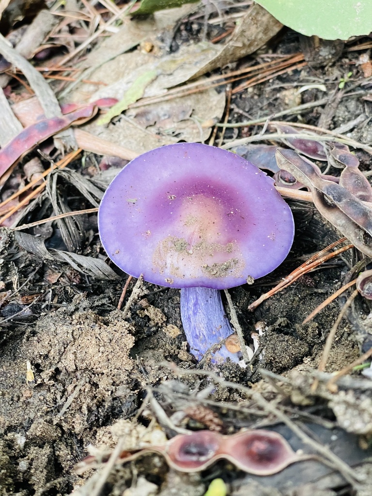 Collybia nuda · June 2024 · photo: © fonturbel (iNaturalist, cc-by)