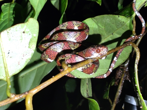 Sibon marleyae