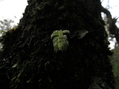 Fernandezia hispidula