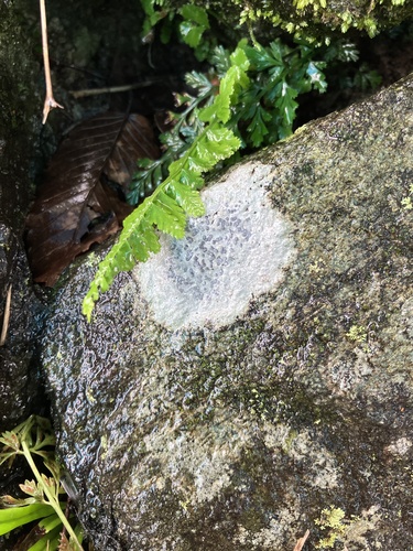 Porpidia albocaerulescens