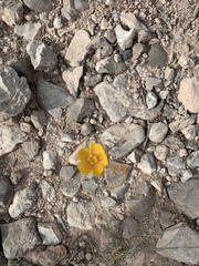 Linum berlandieri filifolium