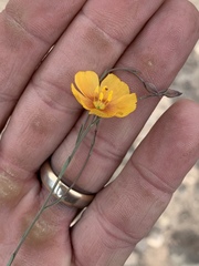 Linum berlandieri filifolium