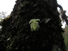 Fernandezia hispidula