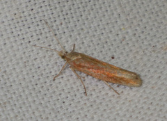 Ypsolopha