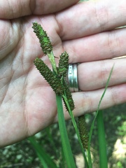 Carex shortiana