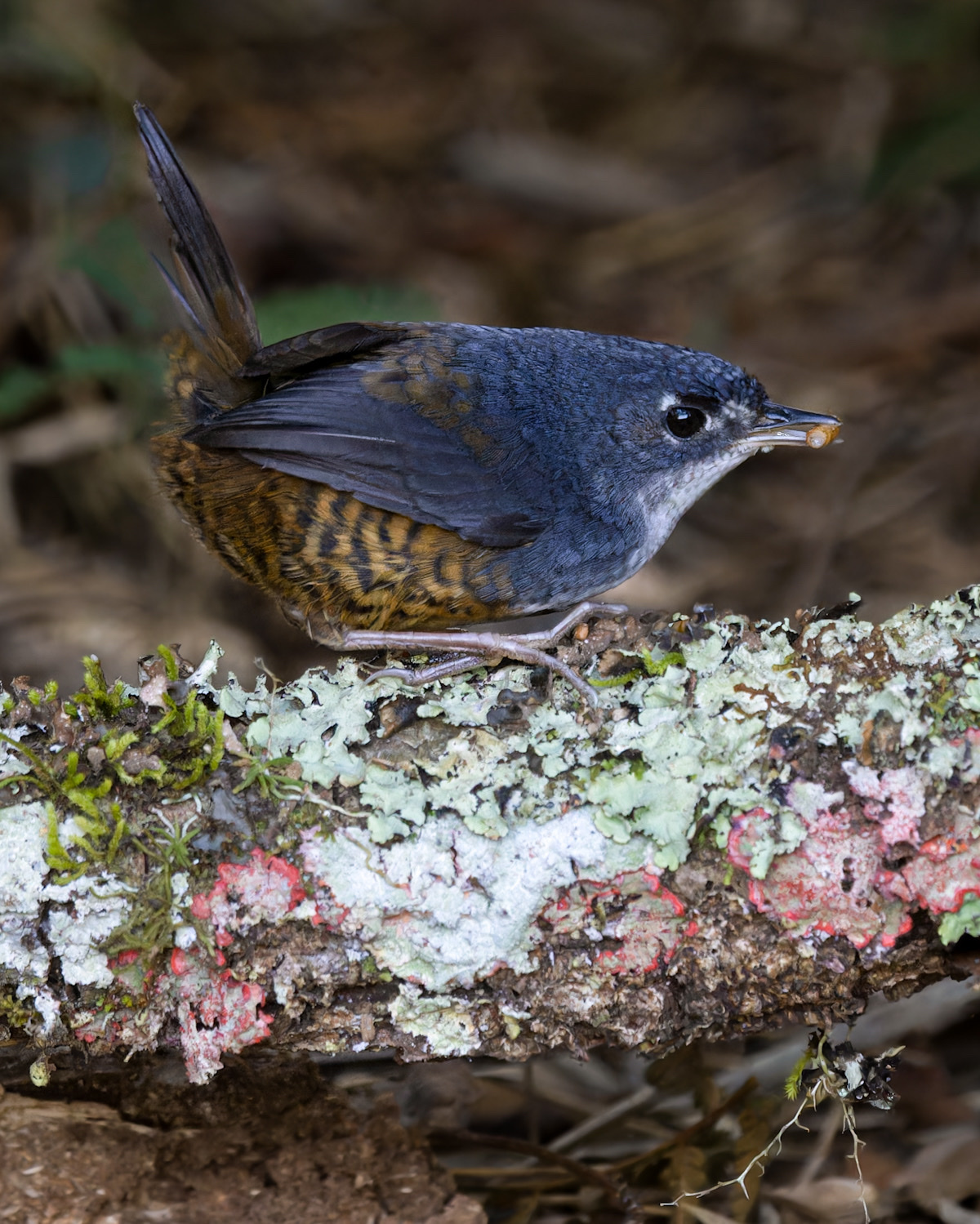 White-breasted Tapaculo (Eleoscytalopus indigoticus), photo 6