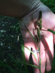 Carex shortiana